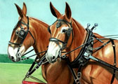 Donkey and Mule Art - Mule Team